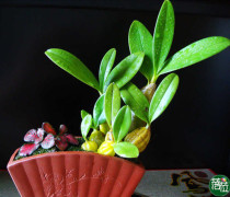Small clump drumstick Dendrobium seedling bonsai drumstick 3-5 seedling bonsai gardening material Maple bucket