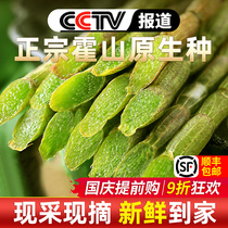 (Buy two free one SF) Super Huoshan fresh Dendrobium fresh Bar 500g