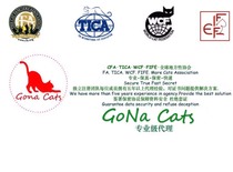 Seven years old shop official Fidelity agent cat house certificate and cat certificate CFA WCF TICA pedigree certificate