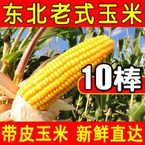 Northeast fresh freshly picked corn sticks with skin bracts Raw corn stupid sticks yellow corn old-fashioned farm specialty corn burst pulp