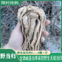 Angelica wild Minxian special grade sulfur-free smoked 500g soil whole angelica free sliced soup whole tree powder