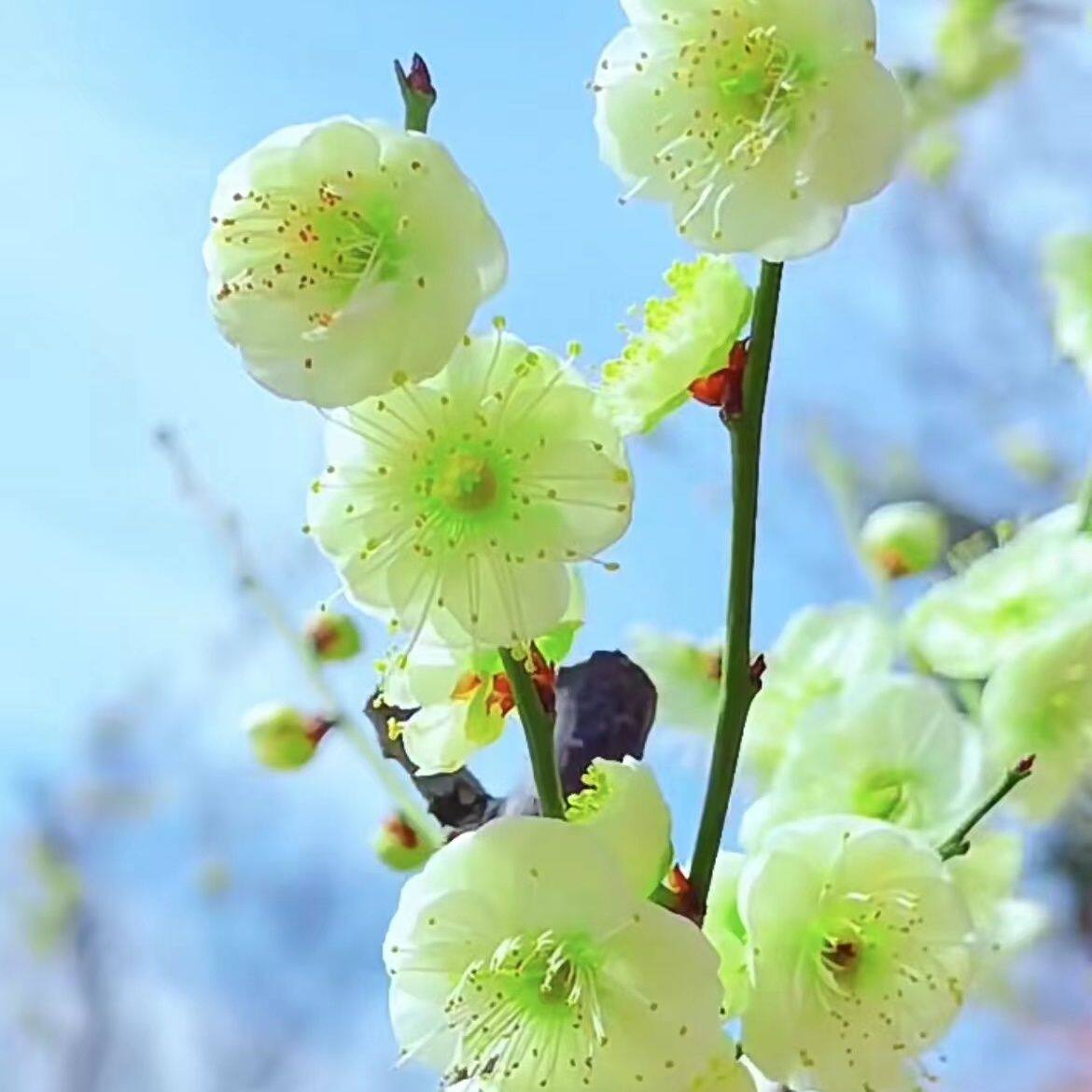 绿萼梅花耐寒盆栽-绿萼梅花耐寒盆栽促销价格、绿萼梅花耐寒盆栽品牌- 淘宝