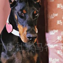 Dupin Matt Original Evil Dog Sweet Dream Large Canine Powder Loving Neckline Medium-sized Dog Dog Traction Neck Collar Substitutable