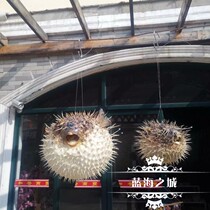 Mediterranean Tinged Dolphin Fish River Dolphin Fish Specimen Pendant Marine Fish Leather Collection Specimen Home Creative Gift