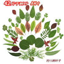 Natural dry leaves real leaf specimens dried flowers diy handmade decoration materials embossed childrens natural art textbooks