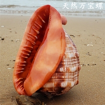 Natural super large Marlboro conch world four famous snail home creative gift fish tank landscape coral