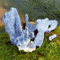 Natural crushed blue coral 1kg home furnishings fish tank landscaping Super conch shell big abalone shell big starfish