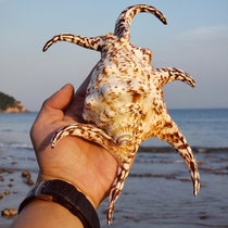 Natural super large conch hexagon water snail shell fish tank landscaping marine biological standard Collection white coral ornaments