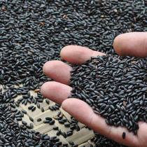 New black rice farmhouse self-produced black fragrant rice non-dyed grains black rice porridge whole grains 500g