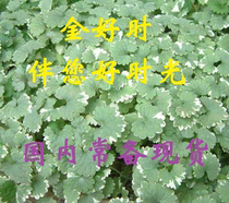 Germany Ou Live-Blood Dan Ivy Gall voucher pass domestic goods are issued in seconds