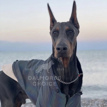 Dharma Department Store Germany HS imported stainless steel collar large giant dog Dubin Du Mu Rottweiler P chain snake chain