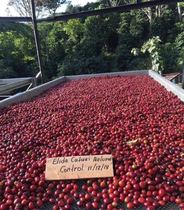 2021 Season Ethiopia Red Standard Guexia Village Sunsun Guixia Coffee Raw Bean 1000g