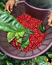 90 Ten Raw Beans Fresh Coffee Beans Nekisse Red Honey Kiss 2020N2 Sun-dried Ethiopia 1000g