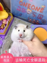 Cute rare golden rat pet Long-haired curly Golden Bear Sterling Silver Bear Ivory Bear Honey Polly Hamster