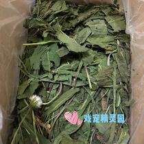 Spot premium dandelion grass Rabbit Chinchilla hay anti-cold disease anti-inflammatory treatment of laziness 500g