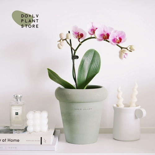 Dolv Dolv Dolvan Pourgh