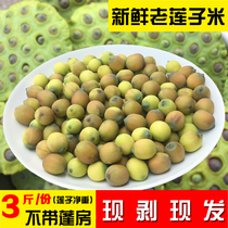 Fresh old lotus seeds 3kg are now picked and found without a tent.
