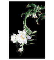 Su embroidery pure hand-made self-embroidered diy beginner kit material bag epiphyllum flowers living room hanging painting to send tutorial