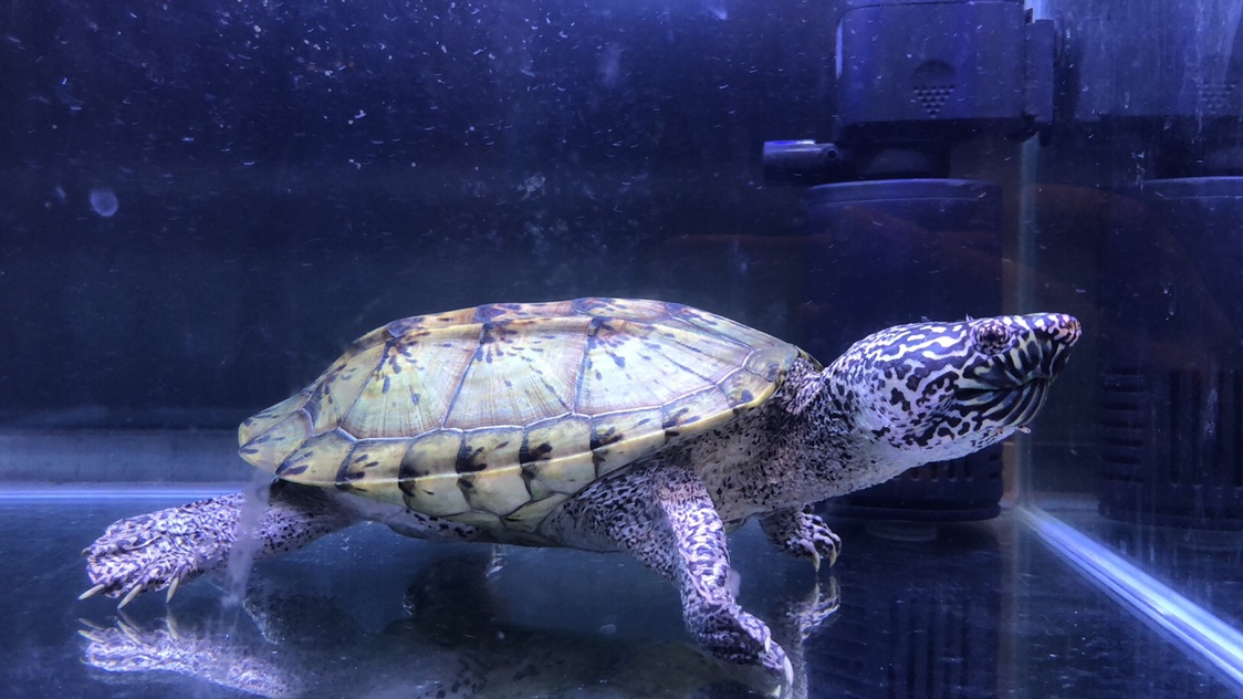 Yuxuan Aquarium Live Special Shot. Non-live turtle shoots do not ship