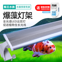Explosive algae lamp stand out Moss support lamp Lanshou goldfish special lamp fish cylinder lamp LED lamp full spectrum super bright lighting lamp