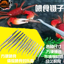 Tweezers feeding tweezers tools ornamental crab hand crab feeding straight elbow stainless steel tweezers pet feeding