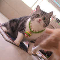 MouthBurger wool line Collar Cute Cat neck Pet Knit Item Ring British Short Beauty Short Orange Cat Neck Ornament