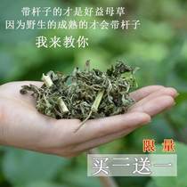 Motherwort Motherwort Tea Wild New Buy 2 Get 1 Jin Motherwort Selected Motherwort Wild Motherwort