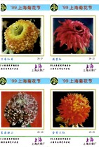 1157 Shanghai Chrysanthemum Festival 2 Shanghai 26*1