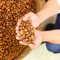 Hazelnut Northeast small hazelnut Tieling hazelnut fried wild paper hazelnut flat hazel nut 500g