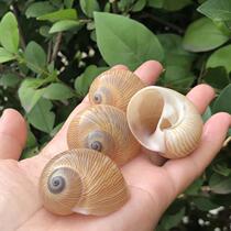 Natural conch shell bird egg snail snail gold silk jade snail specimen snail fish tank aquarium landscape hermit crab replacement shell