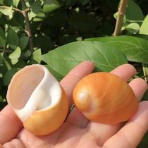 Natural shell conch yellow jade snail snail snail specimen snail hermit crab replacement shell fish tank aquarium decoration home