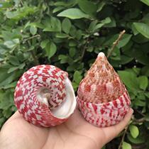 Red Tower Snail Pagoda Spire Host Crab Replacement Shell Natural Sea Snail Shell Fish Tank Decorated Red Spotted Bell Screw Riostomy Landscape Pendulum Pieces