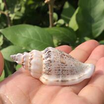 Natural sea snail shell black mouth snail specimen snail lofting bottle material pinned crab replacement shell fish tank water ethnic pendulum