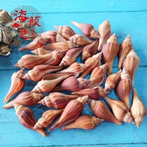 Natural Torch Red number long incense snail ornaments shell small conch shell home accessories aquarium landscape fish tank decoration