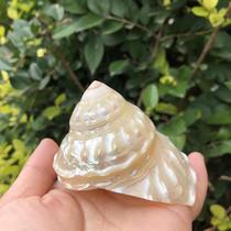 Natural conch shell pearl tower snail fluorescent snail white conch home collection ornaments fish tank landscaping decoration