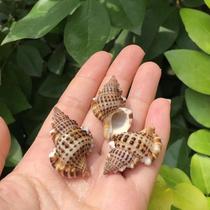 Natural shell conch Meizhu wing snail specimen snail hermit crab replacement shell aquarium fish tank landscaping ornaments