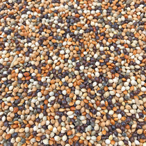 Tiger Peony Peony Mysterious small and medium-sized parrot bird food feed five-color millet parrot mixed grain barn