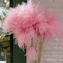 Dried flower Reed pub Reed pink color natural bouquet window living room decoration props ornaments wedding Nordic style