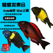 Yellow Wide Butterfly Red Wide Butterfly Sun Butterfly Pearl Butterfly Fish Three Lake Fish Tanji Watching Fish