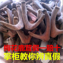 Jilin Plum Blossom Antler Fresh Antler Head Stubble Dry Antler 2 bars Antler Whole Branches Antler with Blood Bubbles 100 gr