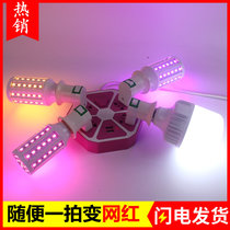 Velociraptor with full light LED color pink purple blue green yellow snail atmosphere warm light pork shop corn bubble