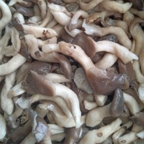 The raw material of cold vegetables and small mushrooms is clear water. The salt pickled edible fungi weigh about 10kg net
