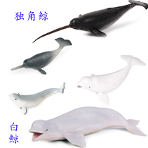 Hard plastic beluga toy narwhal simulation model a narwhal size beluga lancer whale childrens doll