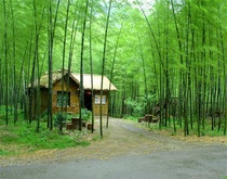 Shake Voice Fast Hand Anchor Live Shoot Section Sub Video Background Cloth Bamboo Forest Road Scenery Spring Flowers And Grass 3d Stereo Photo