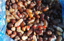 Natural Alxa Gobi Mongol Special Agate Kite Stone Bonsai Horticultural Combination 188 Yuan 1kg