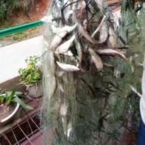 Single-layer fishing net 1 finger 1 5 Finger 3 finger 4 finger 5 finger 6 finger-8 finger-8 refers to white bar meal carp silver carp grass carp fishing wire mesh