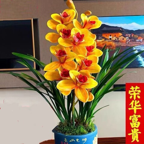 富贵兰精选和富贵兰品牌价格与图片-淘宝商品网