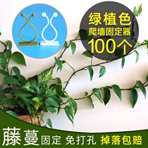 Fixer paste climbing green Luo incognito climbing stereotyped green plant artifact wall hanging buckle fixing clip climbing wall household