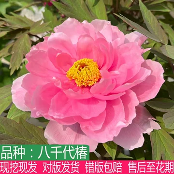 日本牡丹-日本牡丹促销价格、日本牡丹品牌- 淘宝