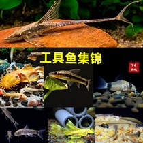 Dealgae tool fish little elf monkey line flying lex queen beard chiller dover helicopter watching tropical fish